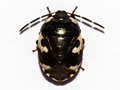 Pied Shieldbug